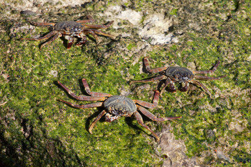 Crabs on the Red sea
