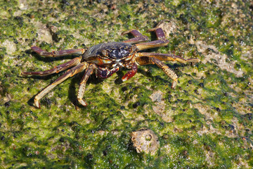 Crab on the Red sea