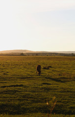 donkey on the maze