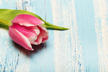 Pink tulip on blue wooden background, copy space. Beautiful flower