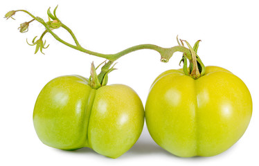 image side view of a branch of two green tomatoes close-up with shadows, isolated on white background