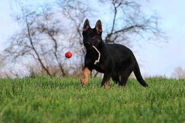funny black german shepherd puppy is playing with a ball in the garden