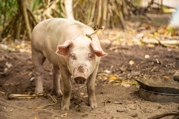 Young pink pig on the backyard ground. Balicasag Island, Philippines.