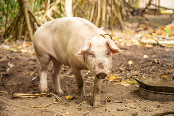 Young pink pig on the backyard ground. Balicasag Island, Philippines.