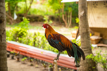 The Philippine cock is sitting on his house. Balicasag Island, Philippines.