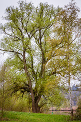 Fototapeta na wymiar Bäume