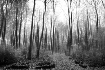 Dark black and white evil forest landscape background