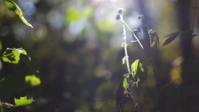 Grass in the forest outdoors HD 1920x1080