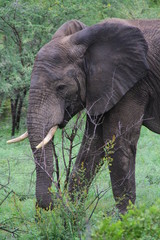 elefante bebe
