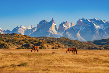 TORRES DEL PAINE, CHILE. grazing horses in front of the magnificent mountain range - obrazy, fototapety, plakaty