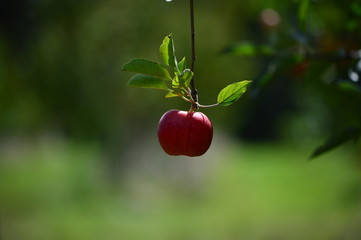 manzana