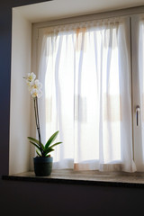 A white orchid on a window sill at sunset