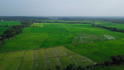 Green rice fields in Sri Lanka from the height of bird flight