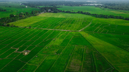 Green rice fields in Sri Lanka from the height of bird flight