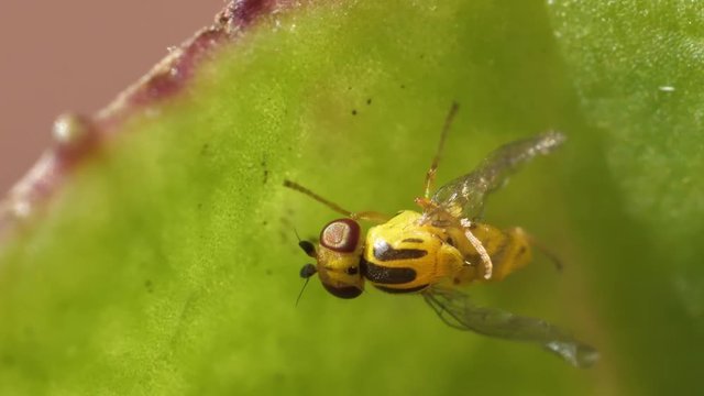 Eine winzige 2 mm Halmfliege Thaumatomyia notata auf einem Blatt ist ein Sch&auml;ding, der manchmal in H&auml;user kommt