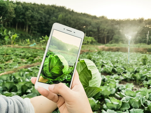 Young farmer Taking photo vegetable in mobile phone, Eco organic modern smart farm 4.0 technology concept, Agronomist in agriculture field read a report