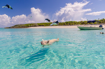 glückliches Schwein 2019