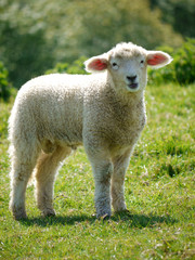 Naklejka premium Lamb at Abbotsbury, Dorset 