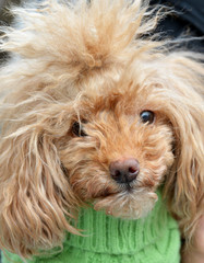 portrait of a dog