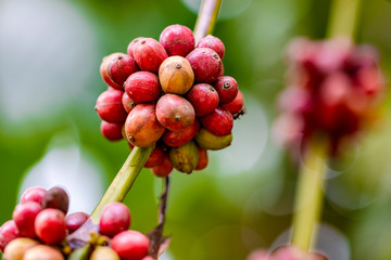 organic arabica coffee cherry branch on tree 