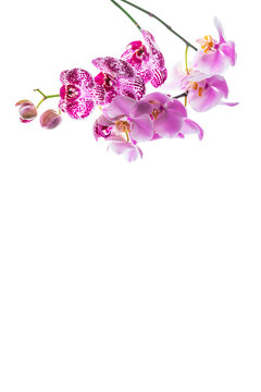 Orchid Flowers Isolated on White Background with Copy Space. Selective focus.