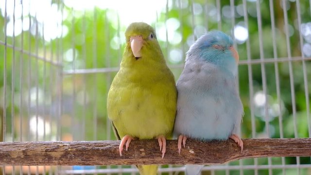 Two tiny parrots on wood with bokeh background