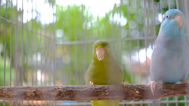 Two tiny parrots on wood inside cage