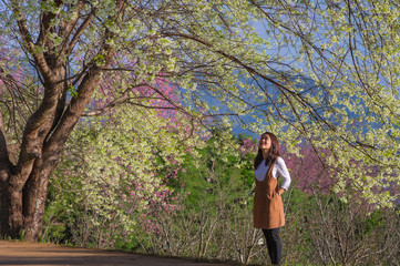 Fototapeta premium cherry blossoms in full bloom