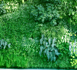 Naklejki  Wall with tropical plants. Climbing plants. Nature green background.
