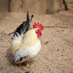 le coq prend la pose