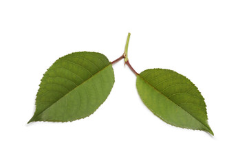 Fototapeta premium Green leaf on white background.