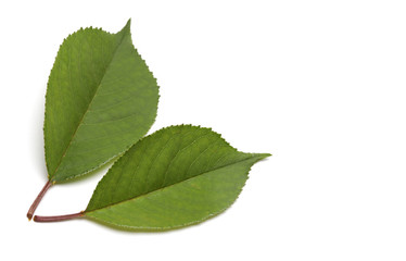 Green leaf on white background.