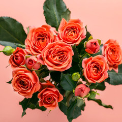 Bouquet of beautiful coral roses on a pink background close-up