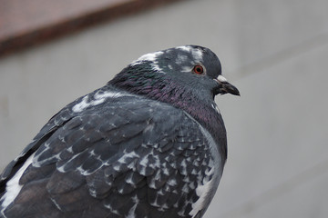 ordinary city pigeon