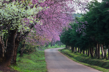Fototapeta premium cherry blossoms in full bloom