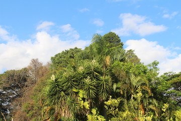 tree and flowers