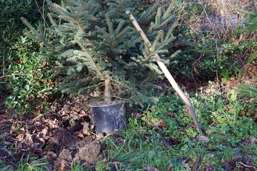 Beim Auspflanzen eines Tannenbaums aus dem Topf gilt es einige Faktoren zu beachten