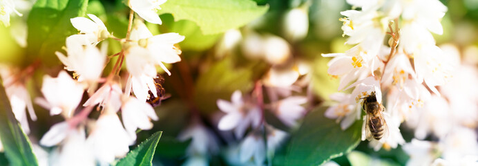 The bee collects honey on a white flower in a field in the summer.
