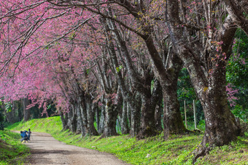 Fototapeta premium cherry blossoms in full bloom
