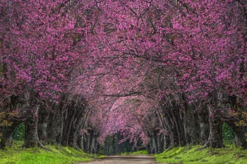 Foto op Aluminium cherry blossoms in full bloom © 24Novembers