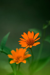 cute yellow summer flower.delicate yellow flower.