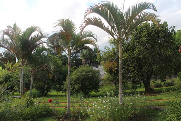 Obraz premium tree and flowers