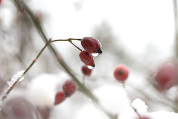  SaveDownload Previewcolor macro photography of hip berry with rain drop