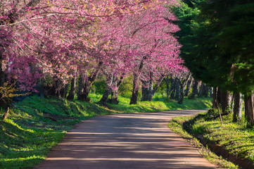 Fototapeta na wymiar cherry blossoms in full bloom
