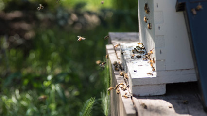 Obraz na płótnie Canvas Bee Hive 1