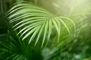 Palm leaf. Forest with tropical plants. Nature green background.