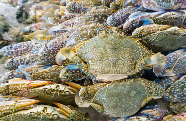 Fresh crabs on ice at  seafood market,frozen for  rawmaterial  cooking,fresh from sea