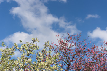 cherry blossoms in full bloom