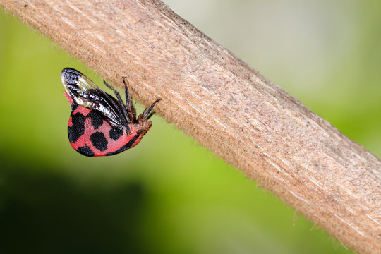 An treehopper (Membracidae) of even more unusual shapes from the Brazilian Atlantic Forest, Minas Gerais.