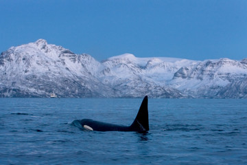 Obraz premium killer whale, orca, orcinus orca